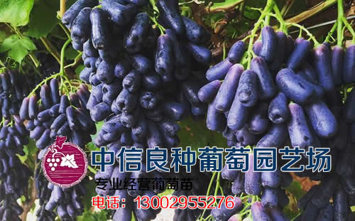 蓝宝石葡萄怎么种？了解种植中的方法