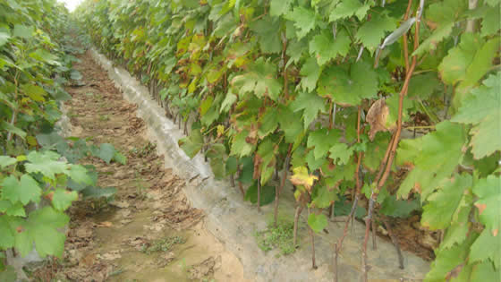 秋季栽种葡萄苗有哪些优势好处？