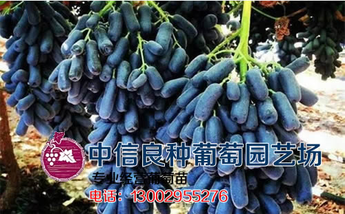 甜蜜蓝宝石葡萄苗种植